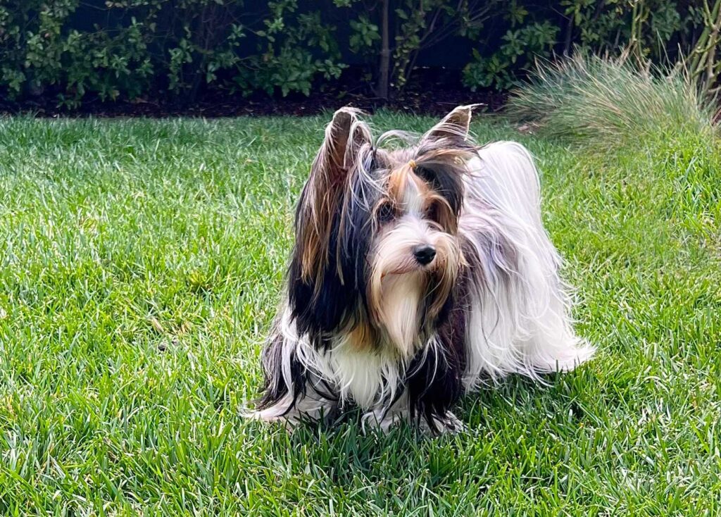 Rocky Mountain's Lady Annabelle - Owner: Leslie St Louis Shein