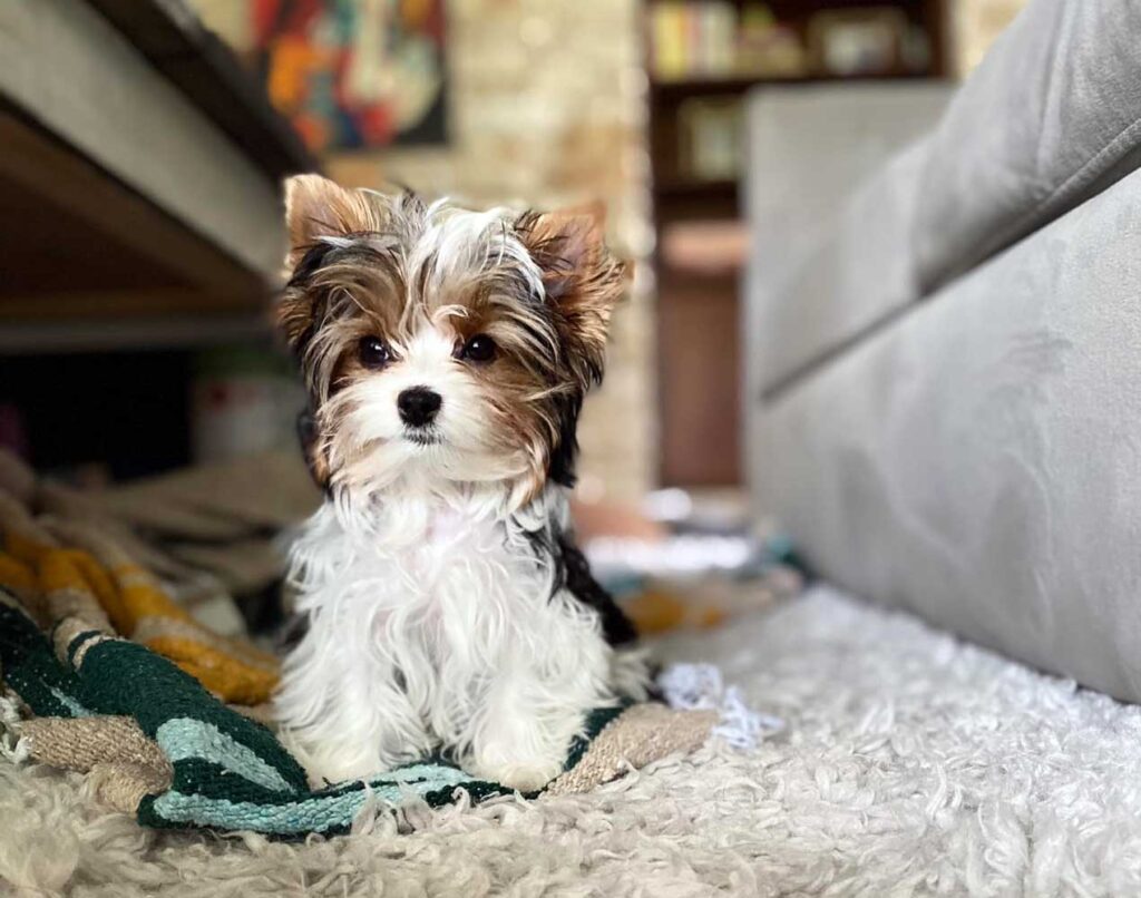 Biewer Terrier Rocky Mountain's Sir Ryder - Owner: Tina Romero