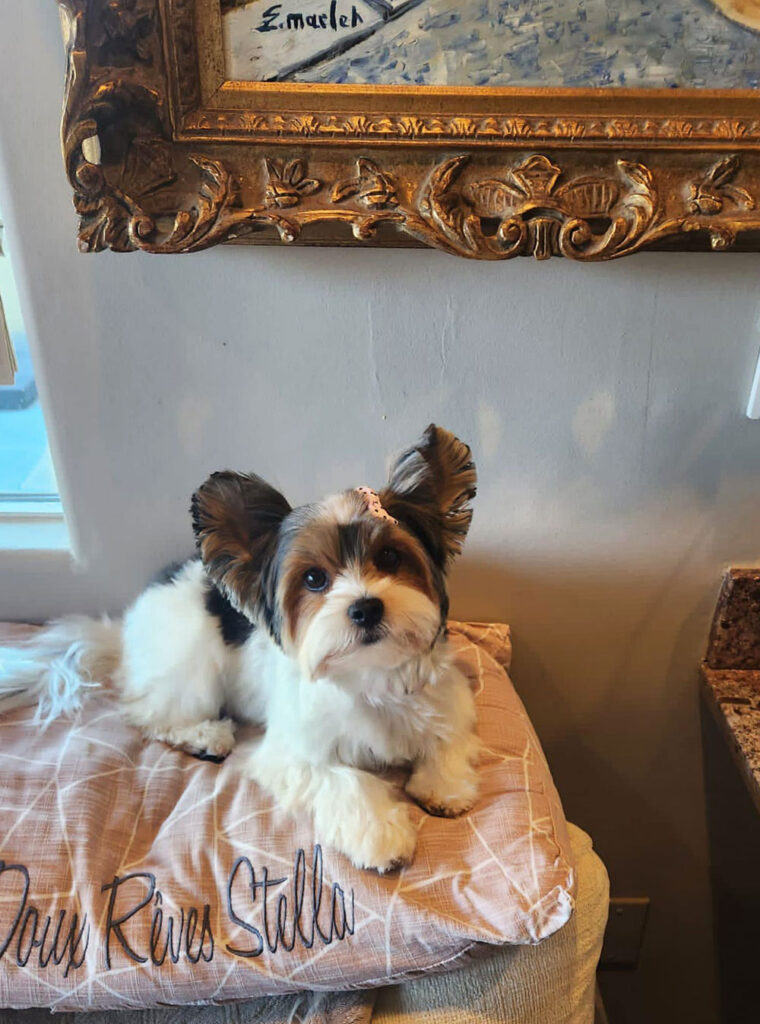 Biewer Terrier Stella