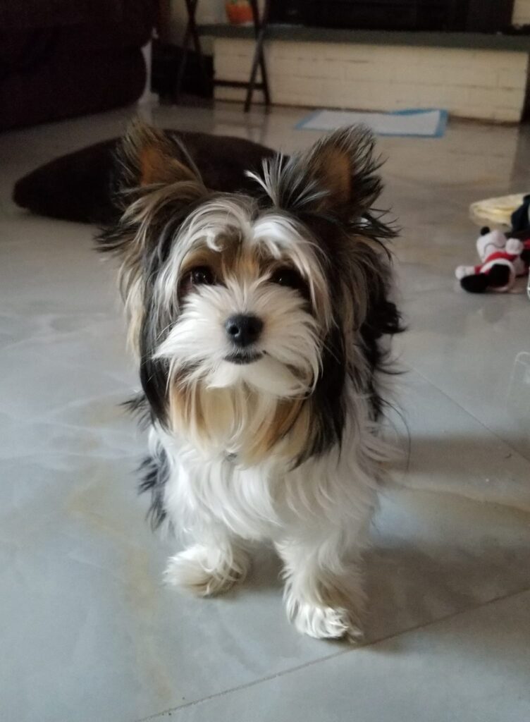 Biewer Terrier Rocky Mountain's Lady Polly