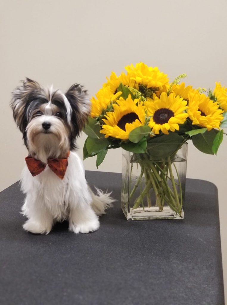 Biewer Terrier Rocky Mountain's Sir Pip - Owner: Kim Novakoski