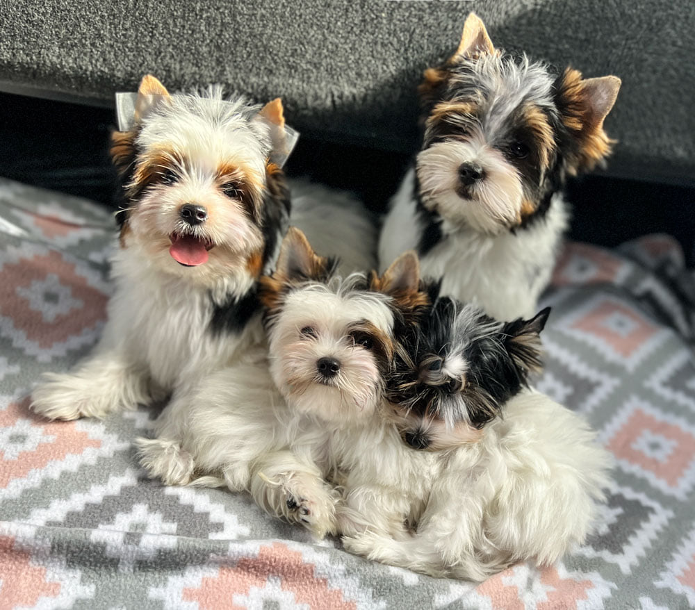 Make a Partial Payment