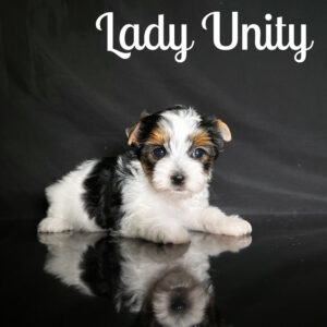 Biewer Terrier Unity