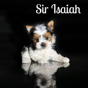 Isaiah Biewer Puppy