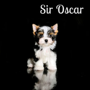 Oscar Biewer Puppy