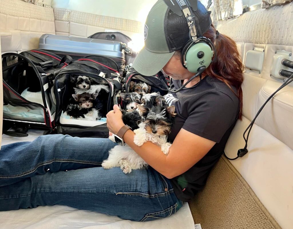 Biewer Terrier Puppy Plane