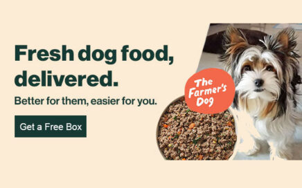 Black Friday Rocky Mountain Biewer Terriers