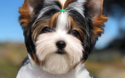 Biewer Terrier Puppies