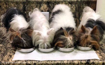 blood work in Biewer Terriers