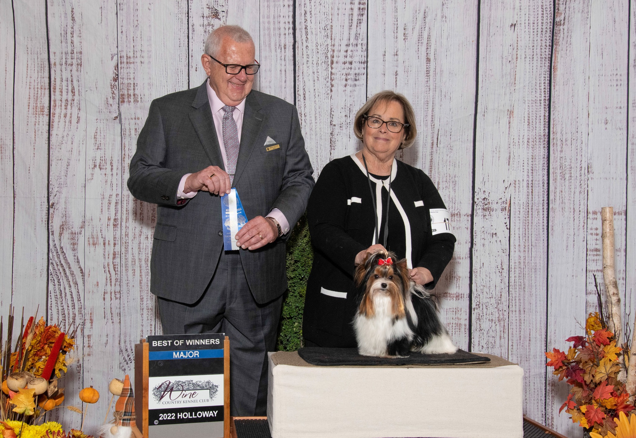 Biewer Terrier Puppy Girl Lady Julia - Image 17