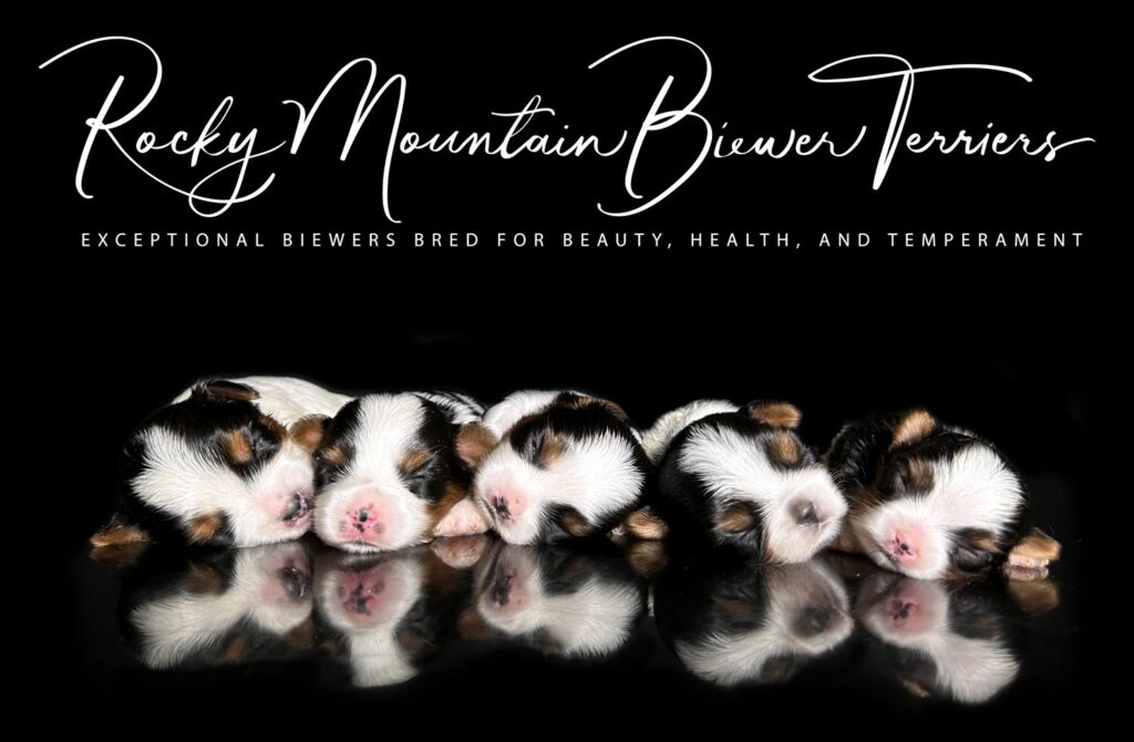 Available Biewer Terrier Litter