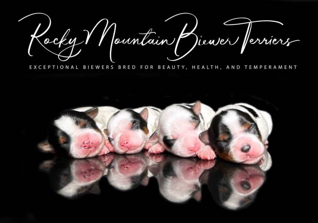 Newborn Biewer Terrier Litter