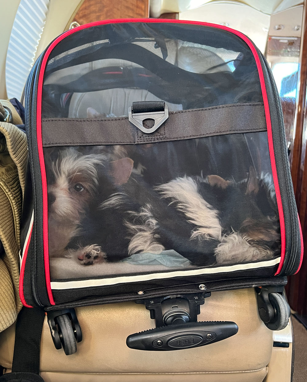 Book a Puppy Delivery Flight - Image 5