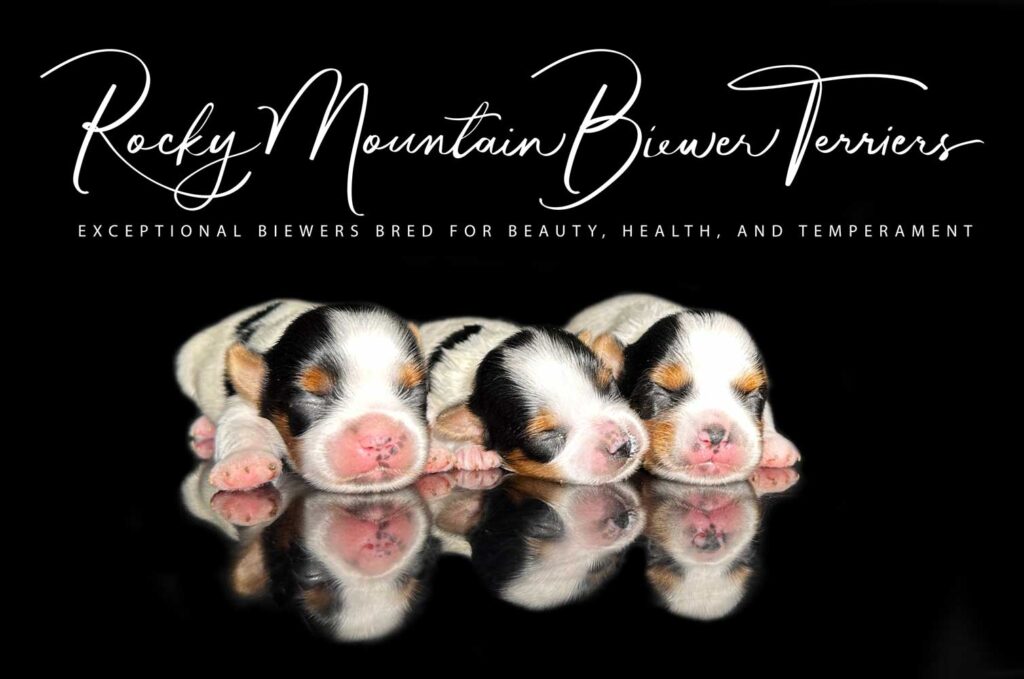 Newborn Biewer Terrier Litter