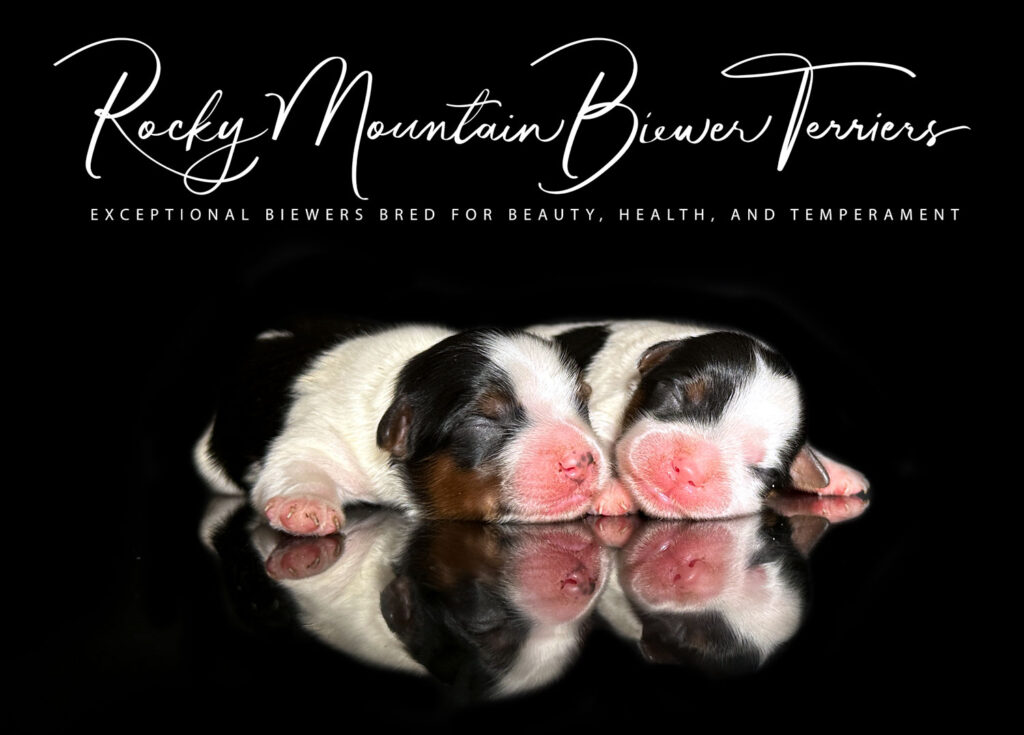 Available Biewer Terrier Litter