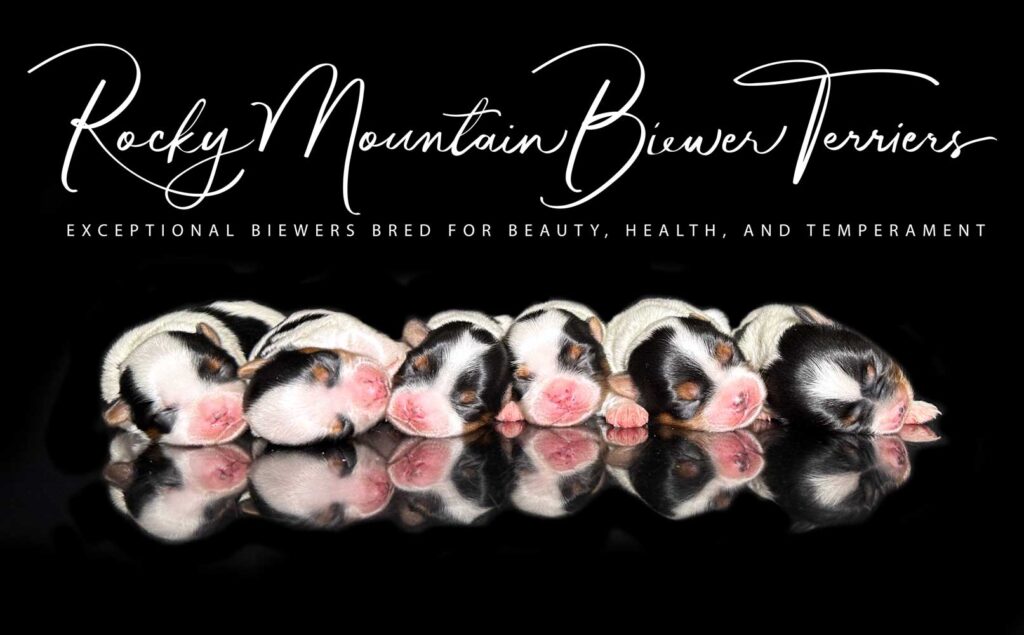 Newborn Biewer Terrier Litter