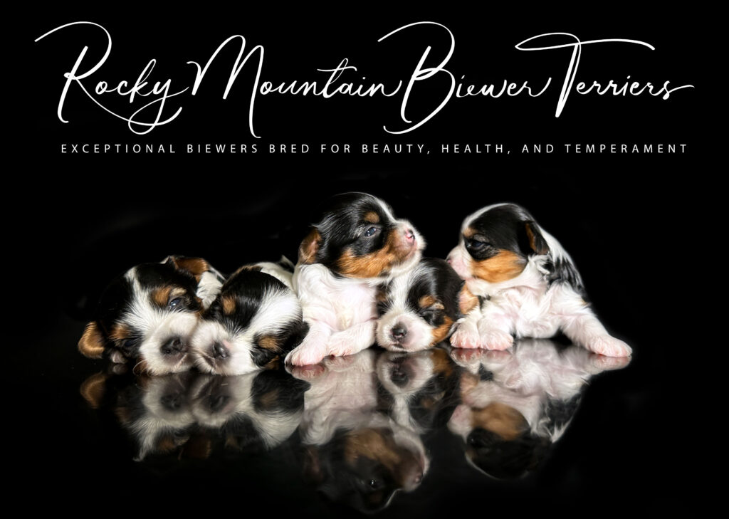 Available Biewer Terrier Litter