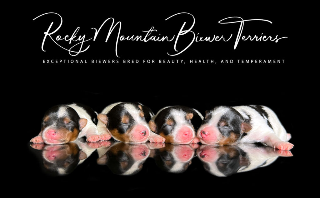 Newborn Biewer Puppies