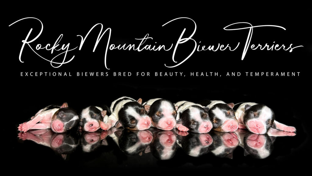 Available Biewer Terrier Litter