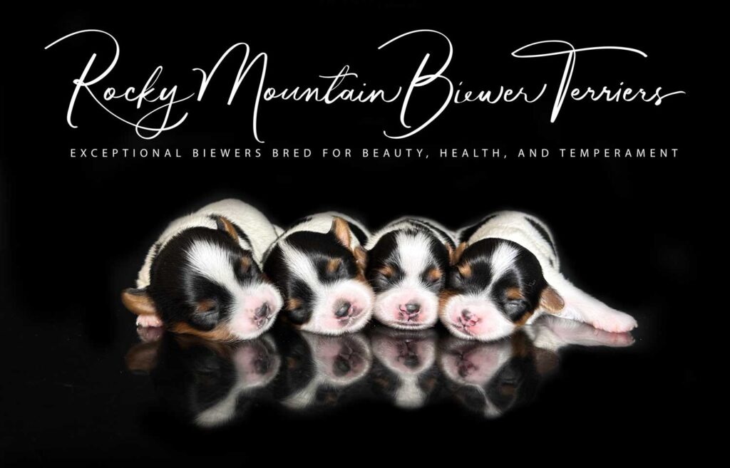 Paisley Biewer Terrier Litter