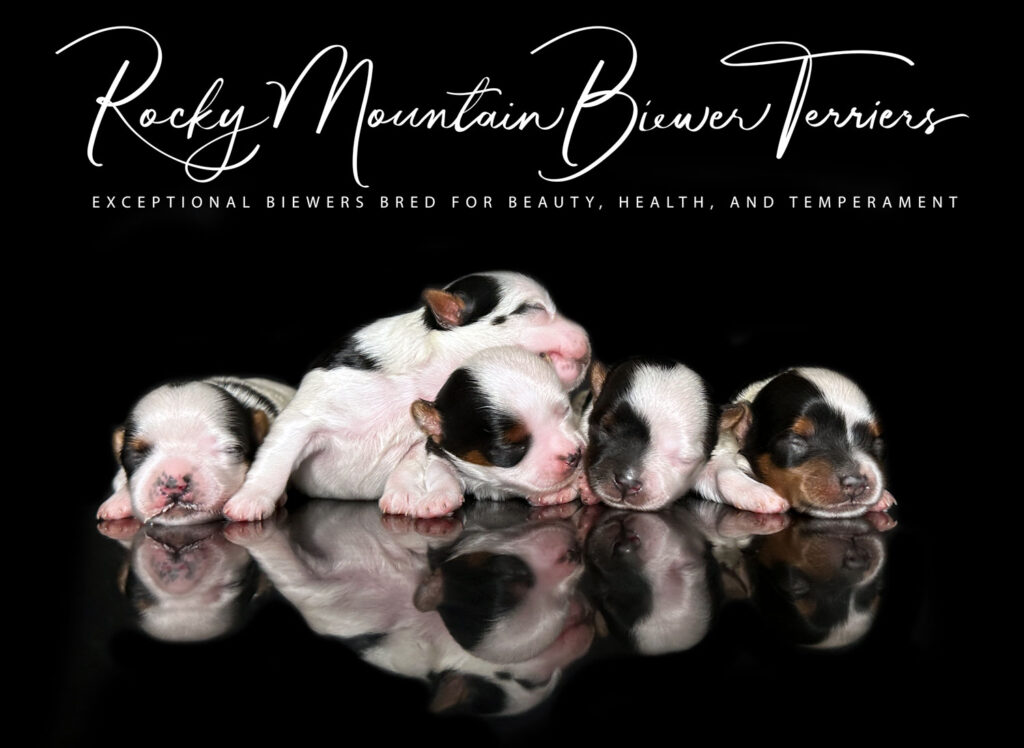 Available Biewer Terrier Litter