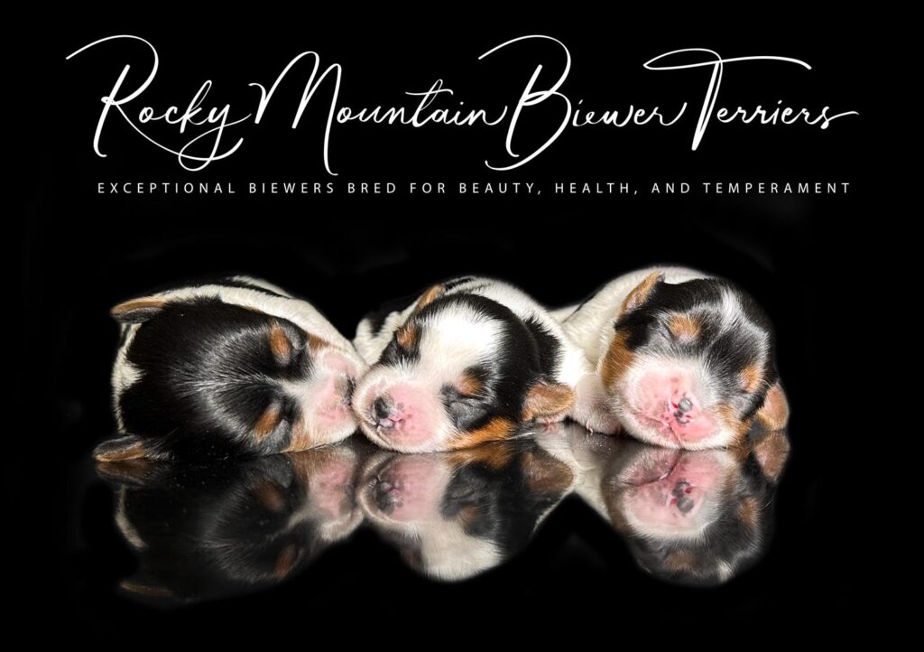 Available Biewer Terrier Litter