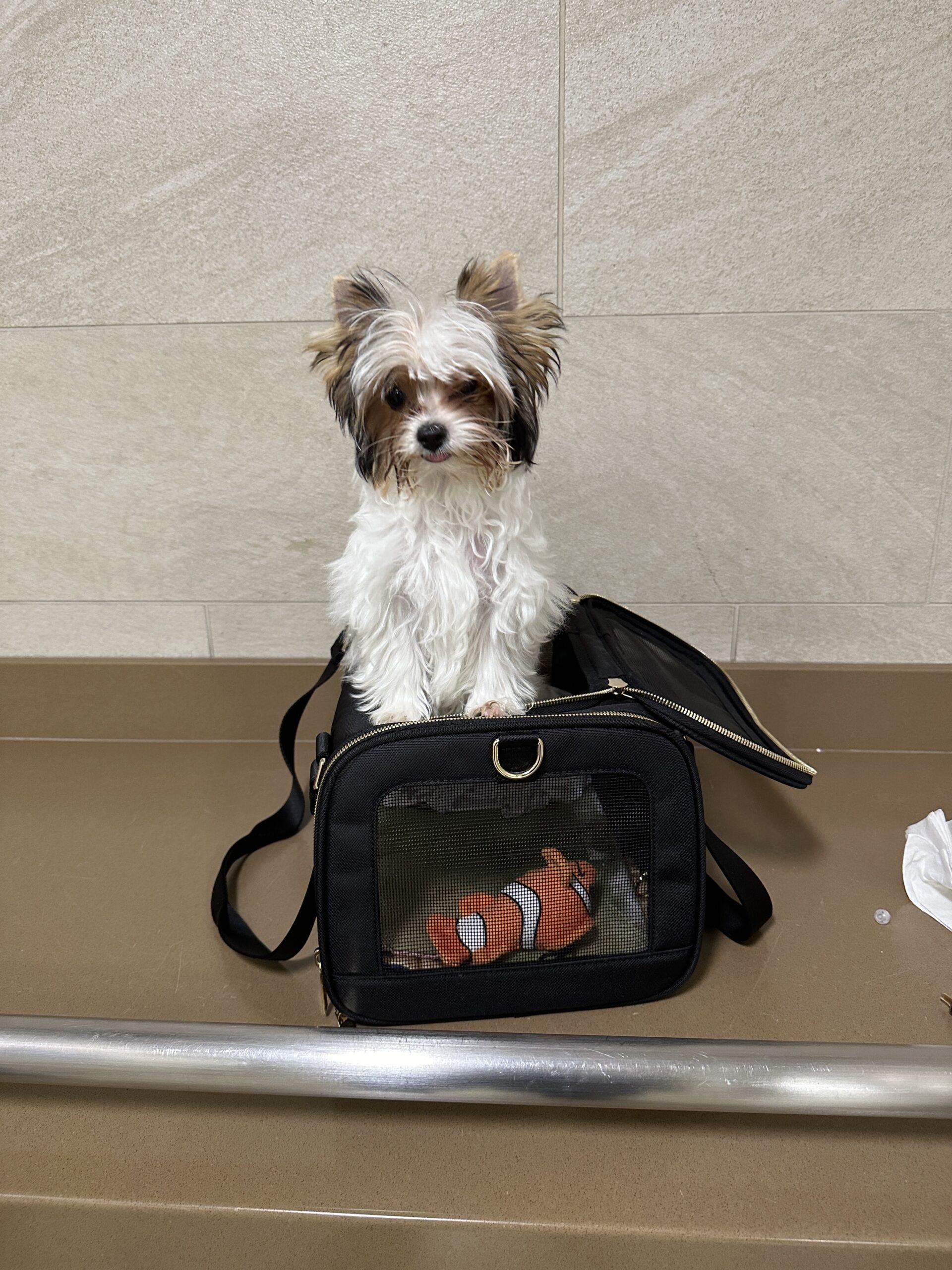 Book a Puppy Delivery Flight - Image 4