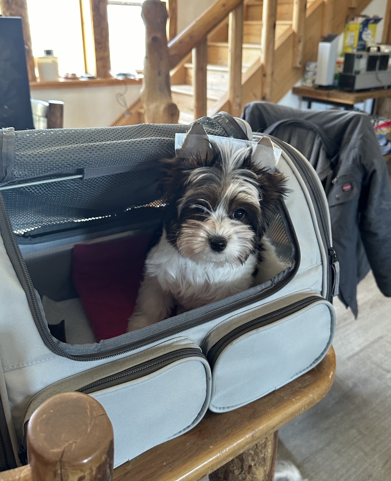 Book a Puppy Delivery Flight - Image 3