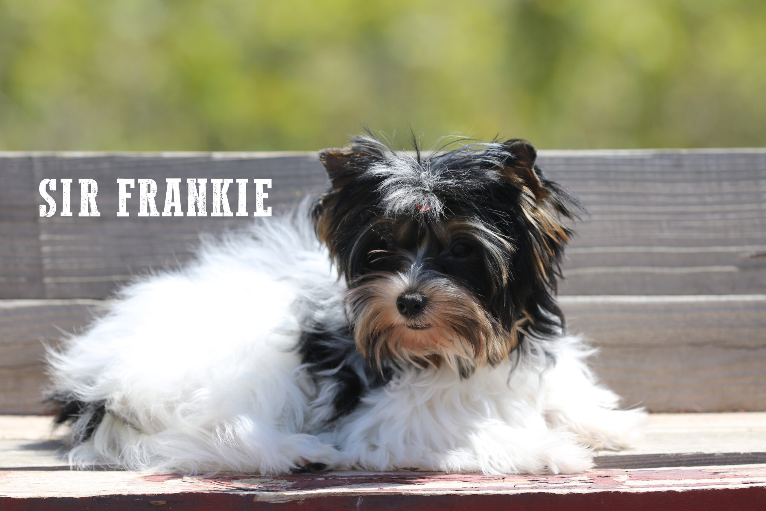 Biewer Terrier Boy Puppy Frankie - Image 4