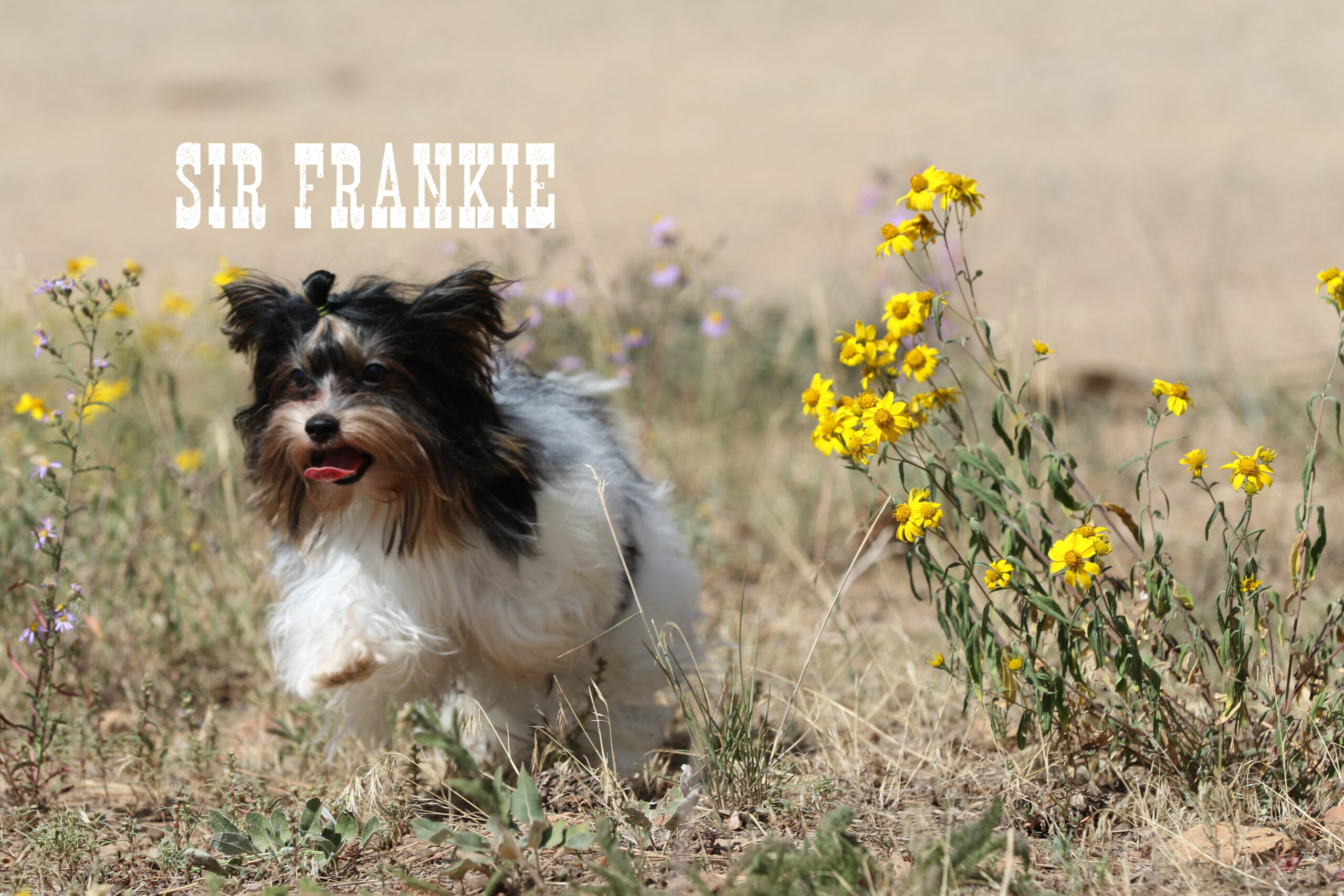 Biewer Terrier Boy Puppy Frankie - Image 2