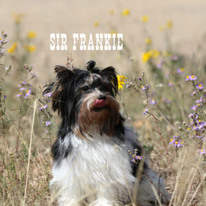 Biewer Terrier Boy Puppy Frankie