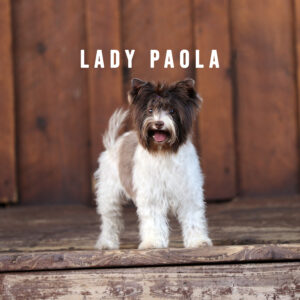 Biewer Terrier Adult Girl Lady Paola