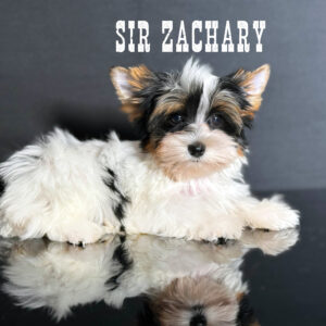 Biewer Terrier Boy Puppy Zachary