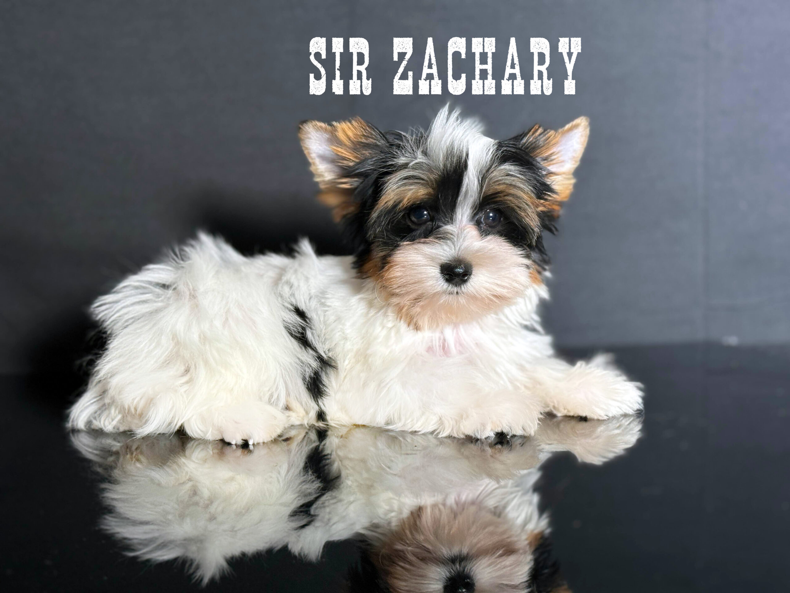 Biewer Terrier Boy Puppy Zachary