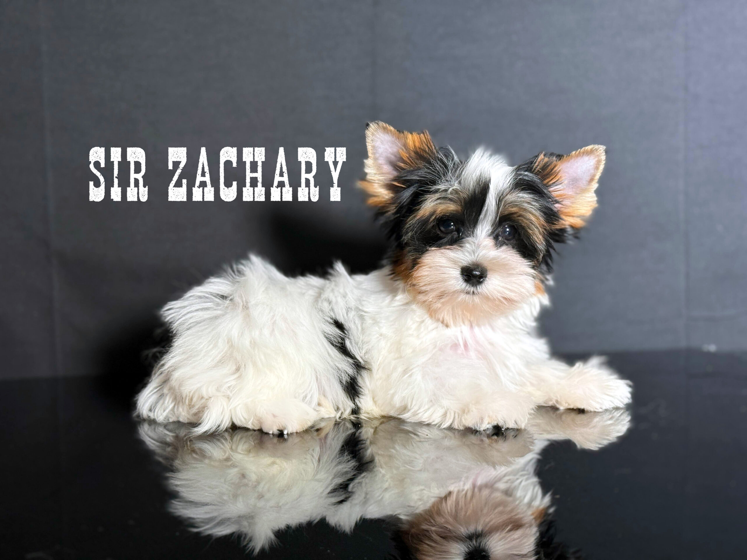 Biewer Terrier Boy Puppy Zachary - Image 2