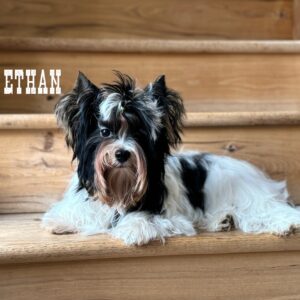 Biewer Terrier Boy Puppy Ethan