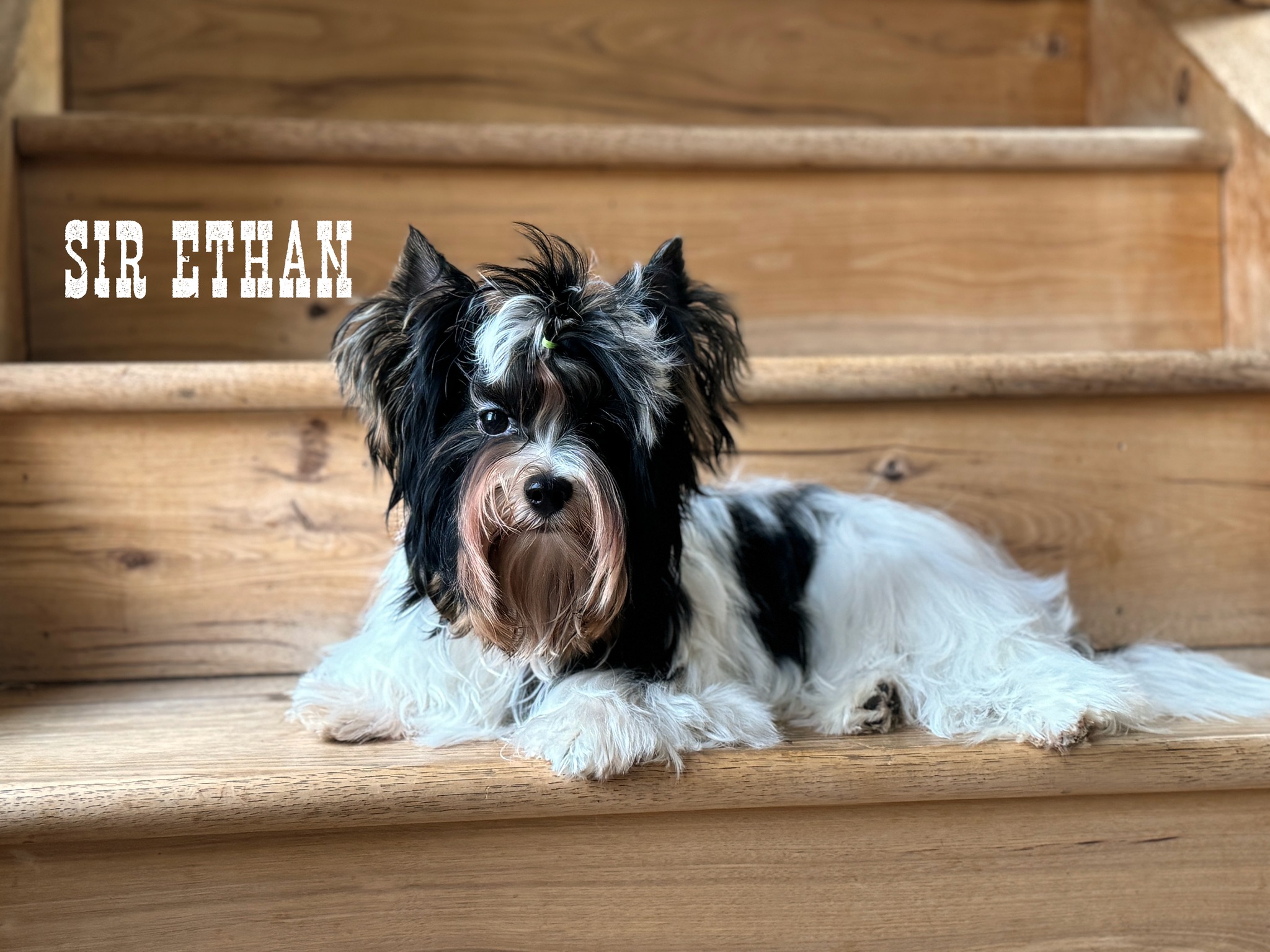 Biewer Terrier Boy Puppy Ethan