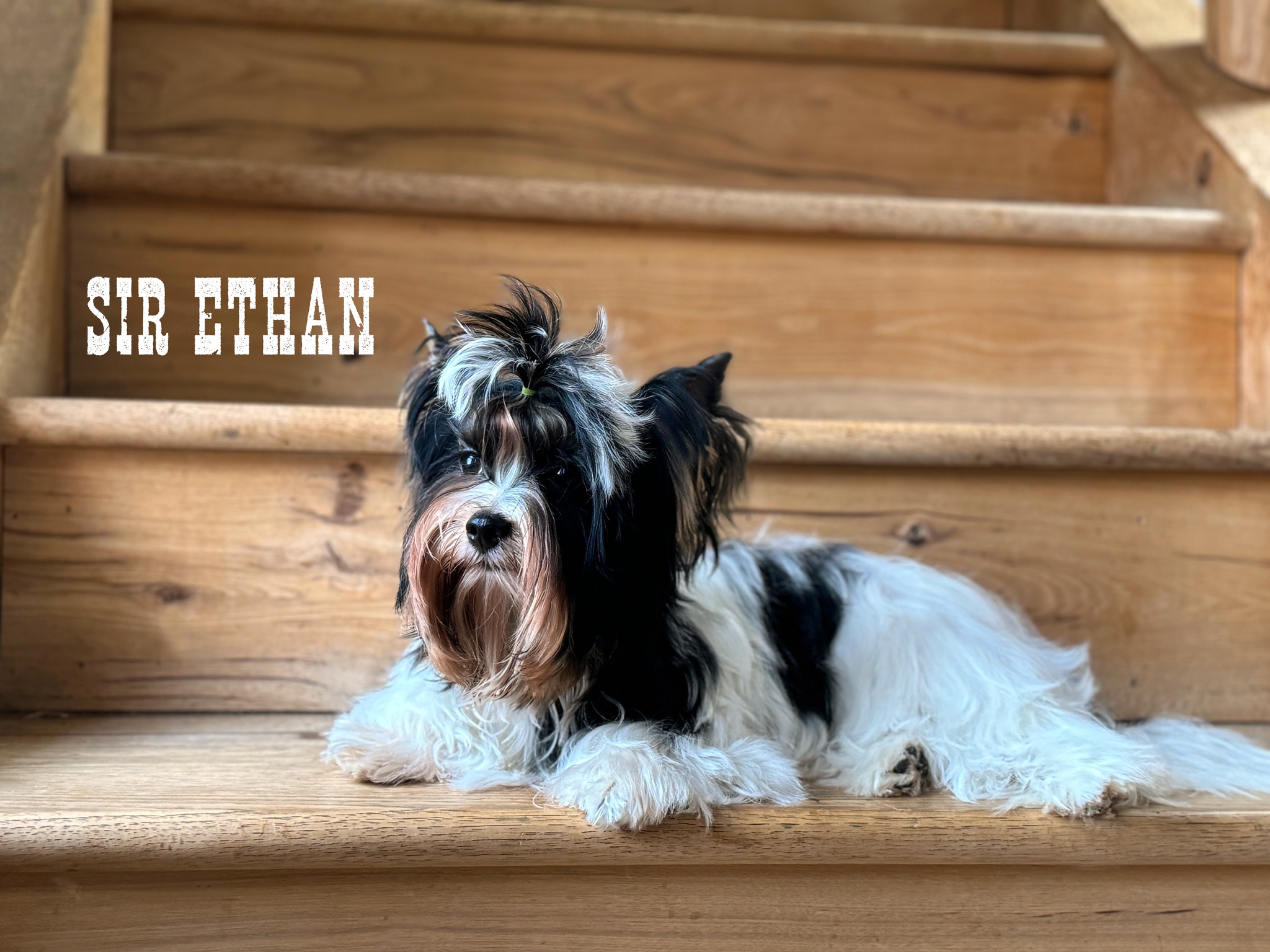 Biewer Terrier Boy Puppy Ethan - Image 2