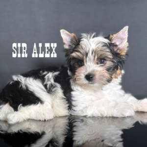 Biewer Terrier Boy Puppy Alex