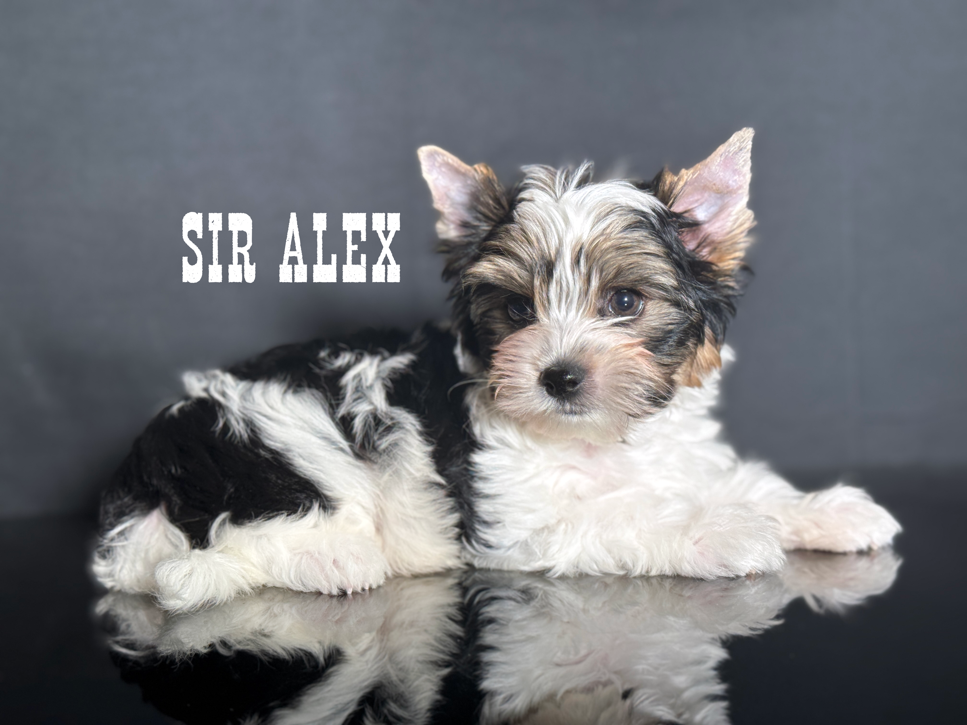 Biewer Terrier Boy Puppy Alex