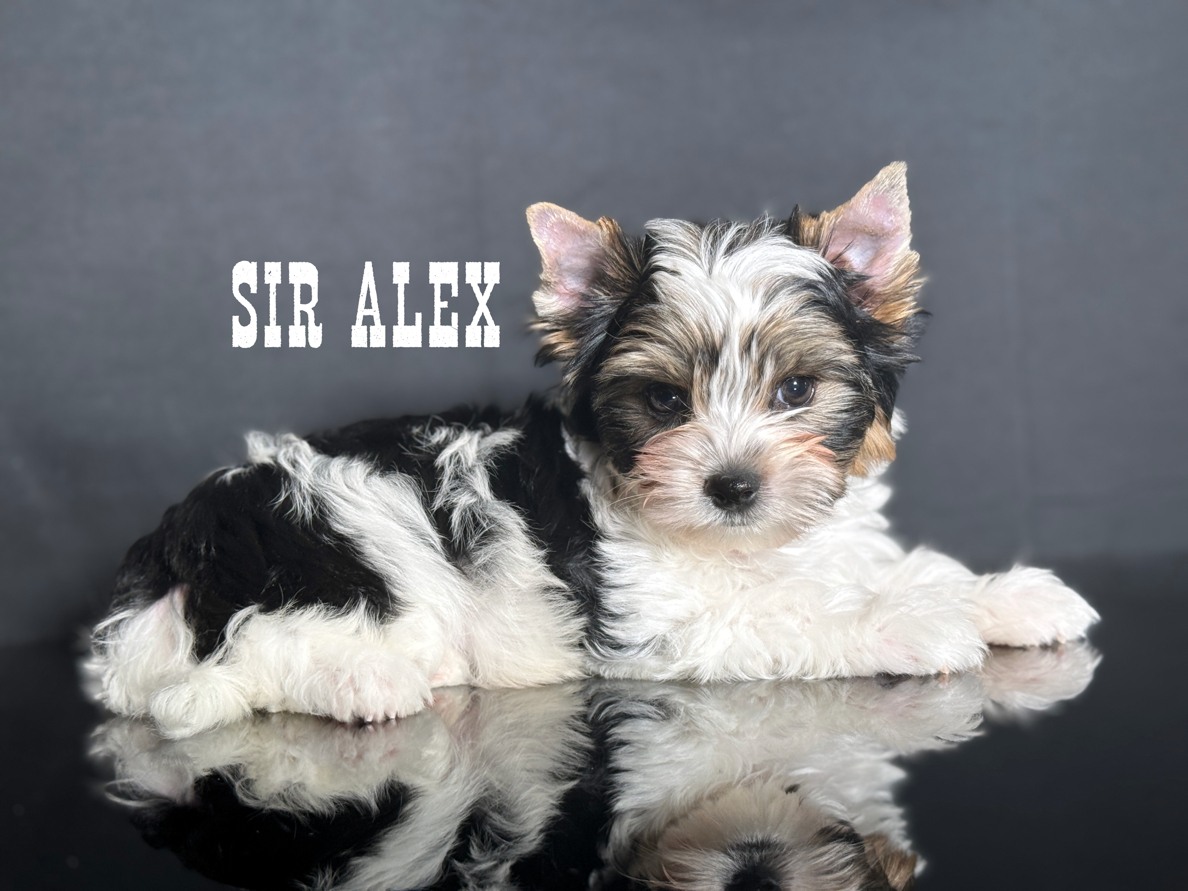 Biewer Terrier Boy Puppy Alex - Image 2