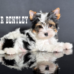 Biewer Terrier Boy Puppy Bentley
