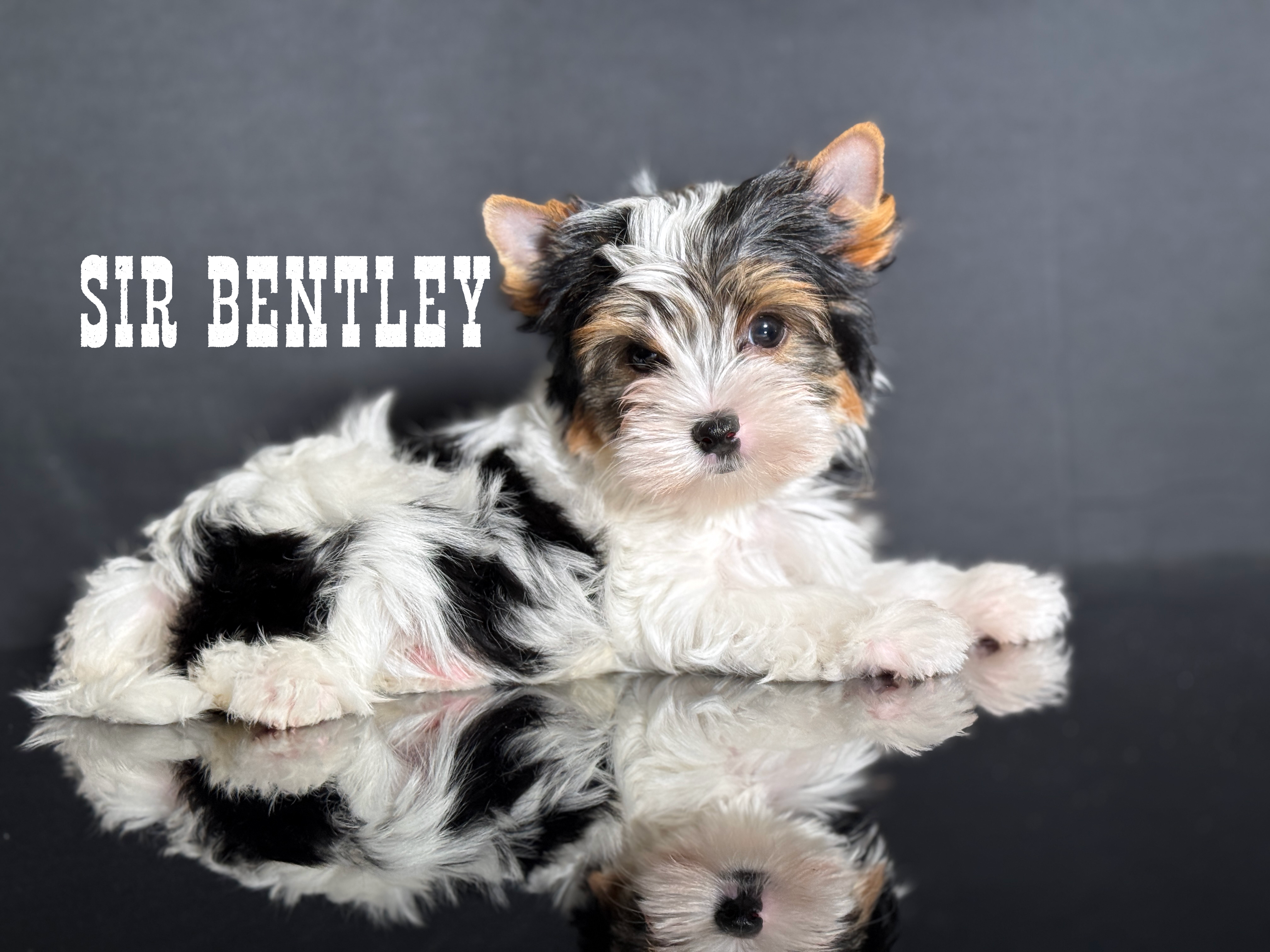 Biewer Terrier Boy Puppy Bentley - Image 2