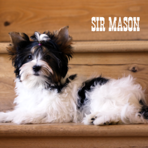 Biewer Terrier Boy Puppy Mason