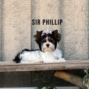 Biewer Terrier Puppy Boy Sir Phillip