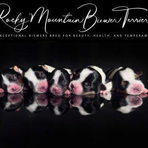 Biewer Terrier Puppy Boy Sir Sunny