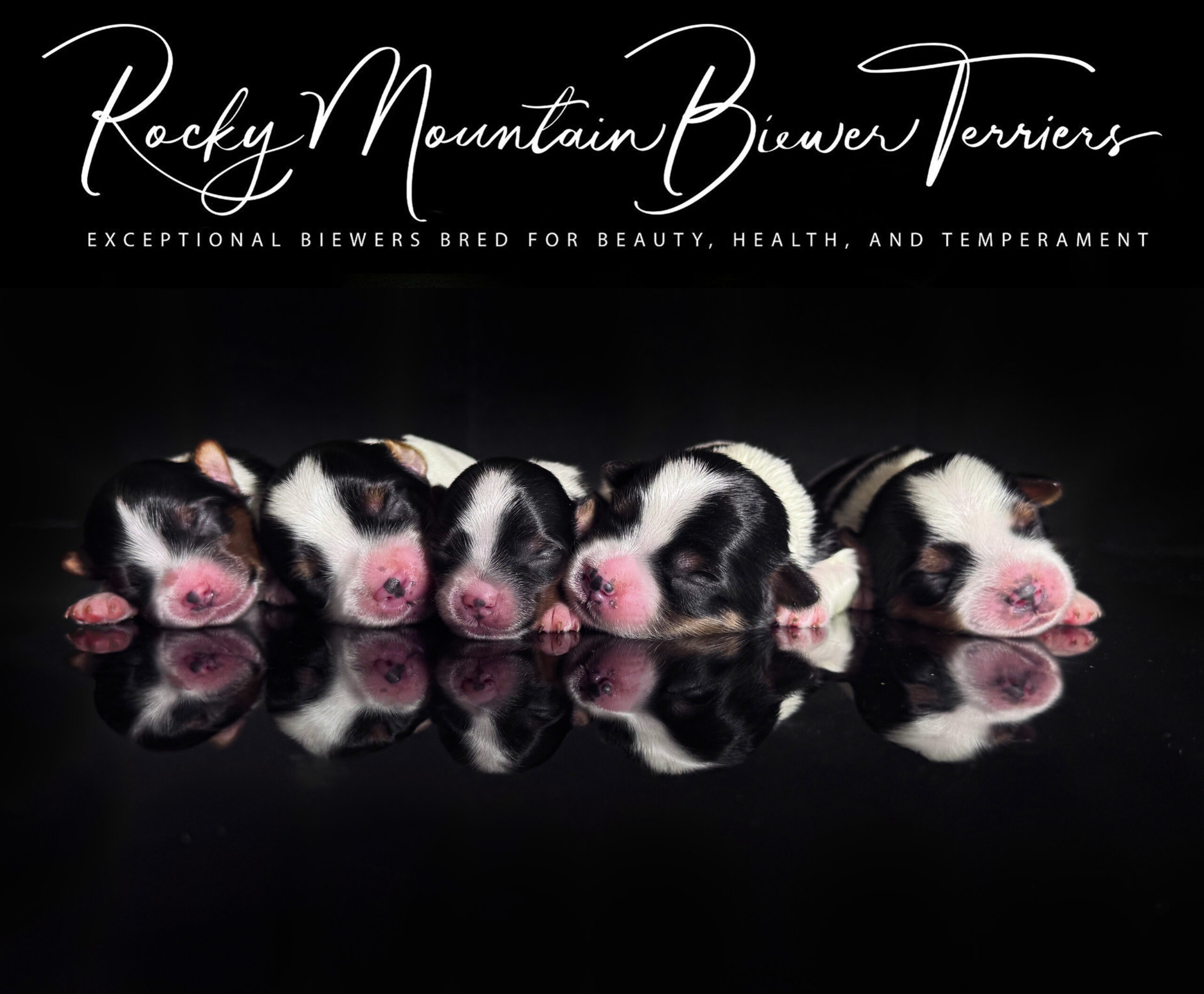 Biewer Terrier Puppy Boy Sir Sunny