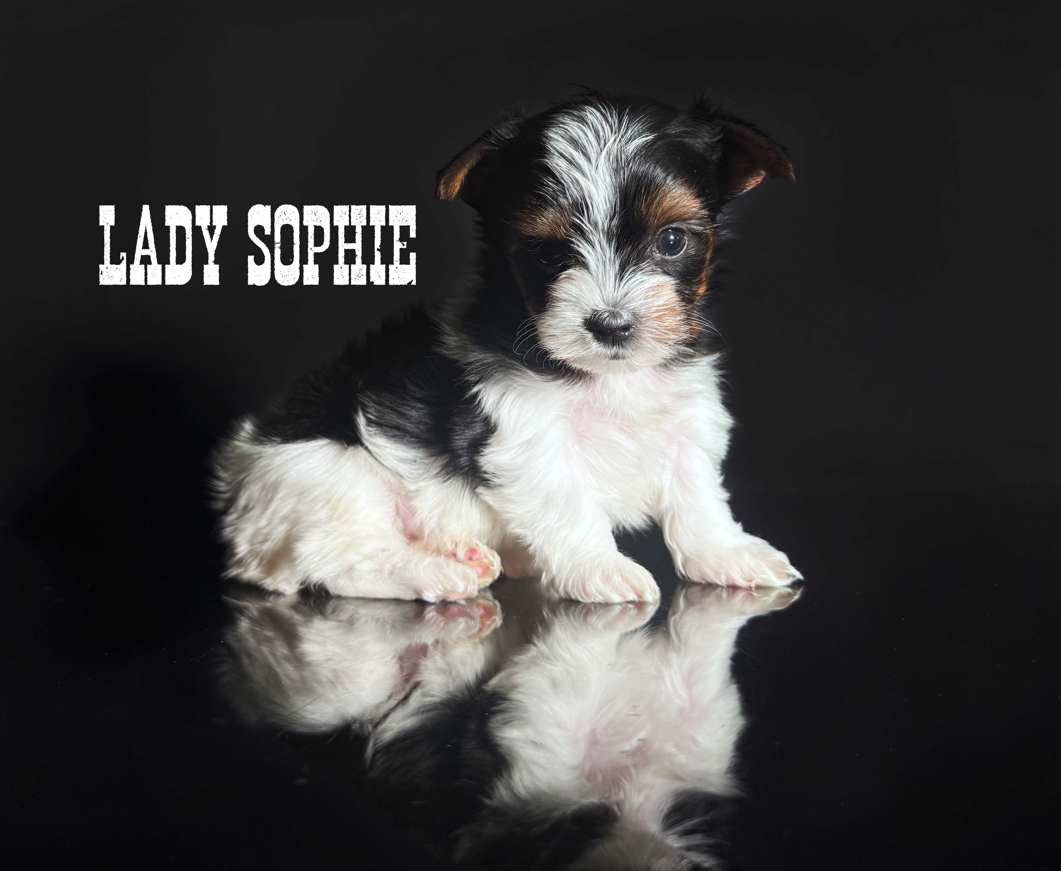 Mini Biewer Terrier Puppy Girl Sophie