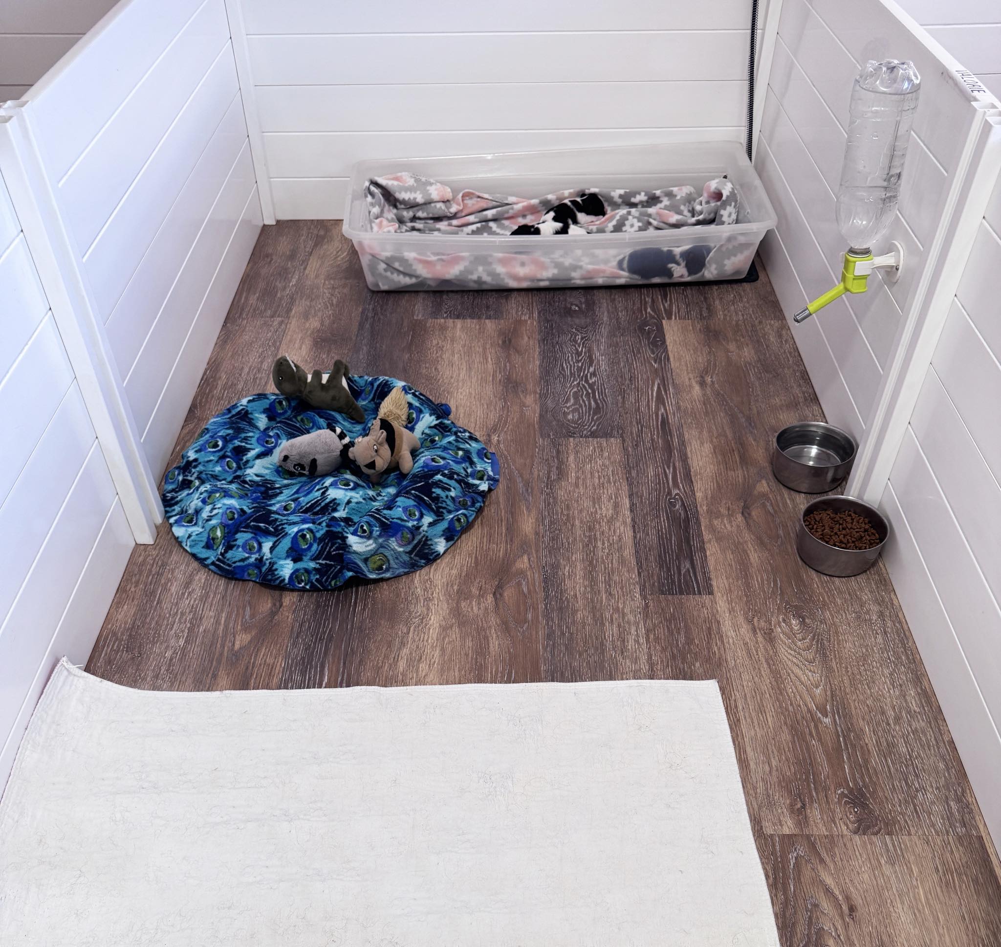 newborn biewer terrier puppies