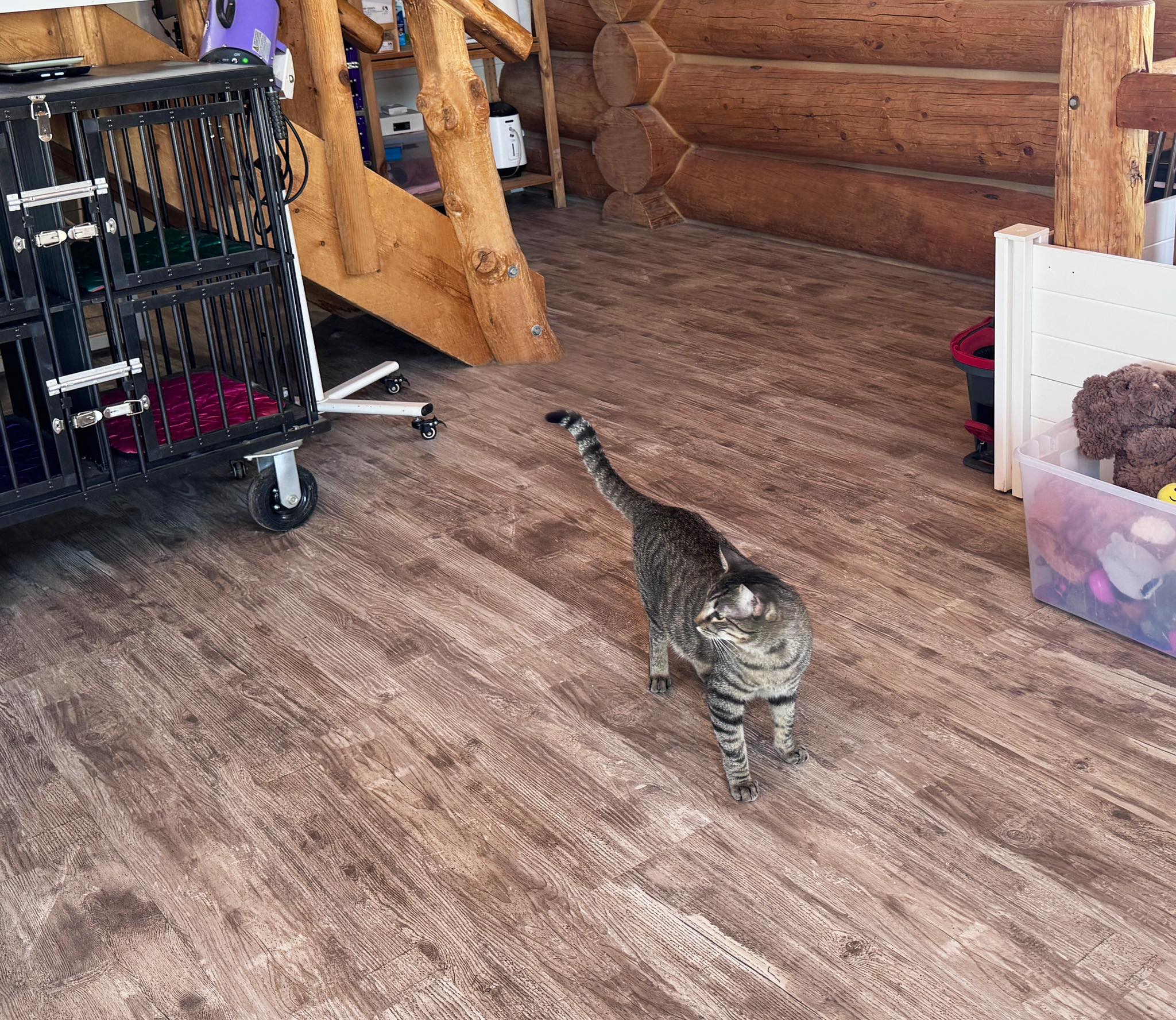 a room for biewer terrier puppies